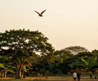 Explore o Parque dos Falcões: Uma Atração Imperdível em Sergipe Explore o Parque dos Falcões: Uma Atração Imperdível em Sergipe